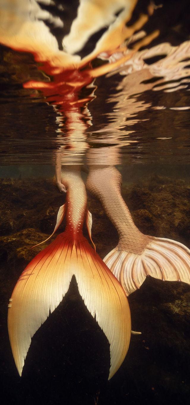 Golden mermaid fluke breaking the mirrored water surface
