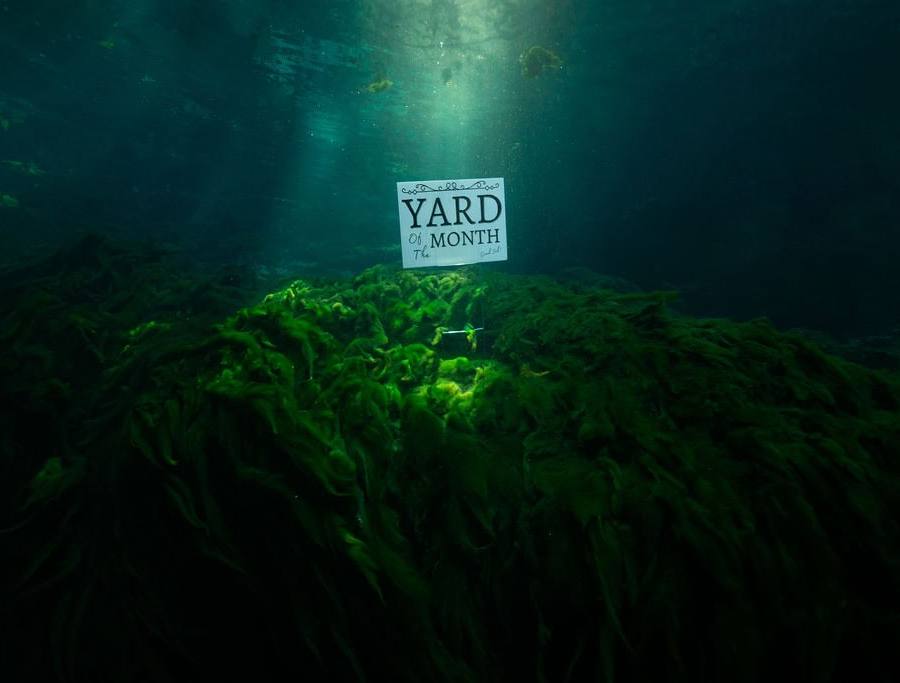 Algae covered Florida Spring representing a manicured lawn with a yard of the month sign.